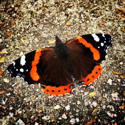 High angle view of butterfly on leaf