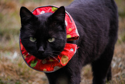 Close-up portrait of black cat