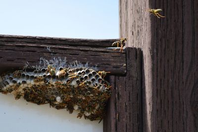 Close-up of bee on wood against sky