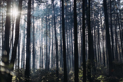 Low angle view of sunlight streaming through trees in forest