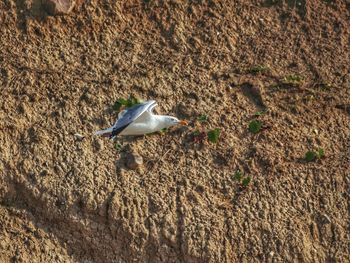 High angle view of bird on land