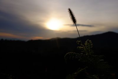 Close-up of silhouette plant against sky during sunset