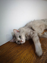 High angle portrait of a cat