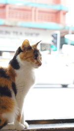 Close-up of cat looking away