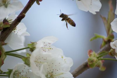 Low angle view of insect flying against sky