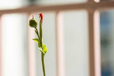 Close-up of flower against blurred background