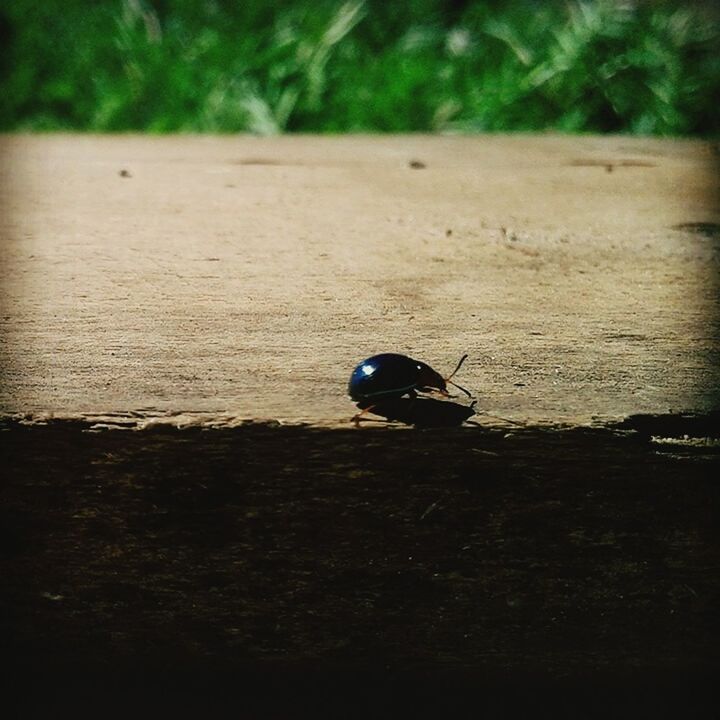 high angle view, insect, close-up, selective focus, nature, outdoors, day, focus on foreground, one animal, no people, wood - material, sunlight, single object, shadow, sand, wildlife, tranquility, beauty in nature, water, ground