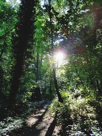 Low angle view of trees