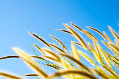 Low angle view of plants growing against clear blue sky