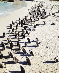 High angle view of birds on beach