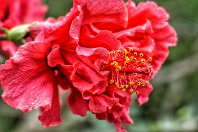 Close-up of red rose flower