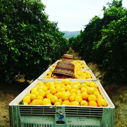 Yellow fruits on tree