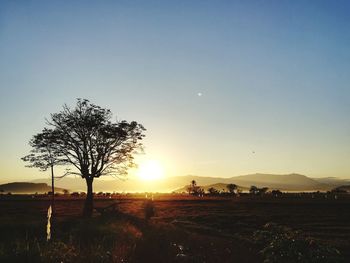 Silhouette trees on field against sky at sunset