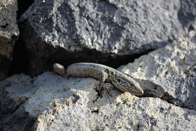 Close-up of lizard on rock