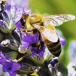 Close-up of butterfly on flower