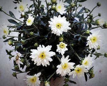 Close-up of white daisy flowers