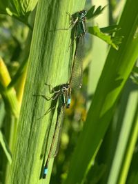 Close-up of insect on plant