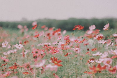 Close-up of flowering plants growing on land