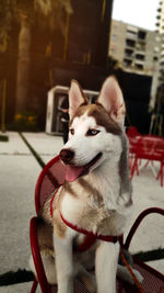 Close-up of a dog looking away