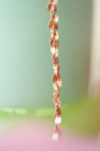Close-up of berries on plant