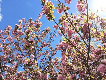 Low angle view of pink flowers blooming on tree