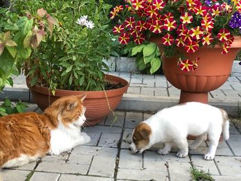 View of a cat in flower pot