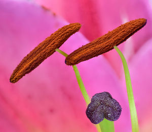 Close-up of pink flowering plant