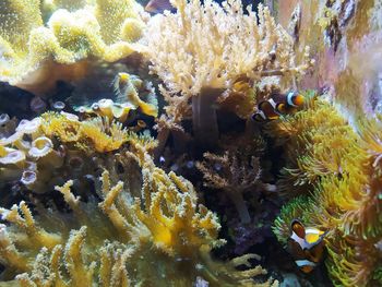 Close-up of fish swimming in sea