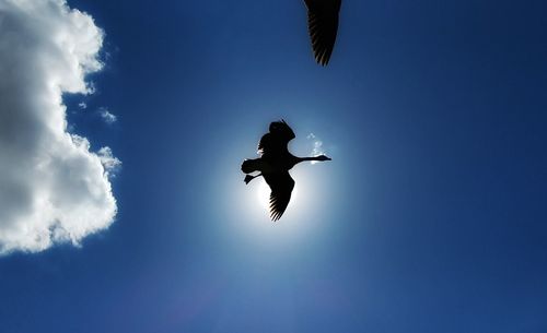 Low angle view of bird flying