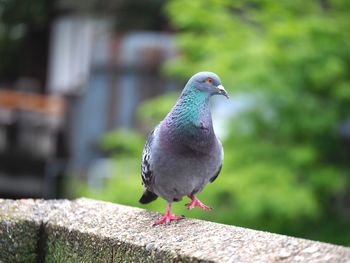 Close-up of pigeon perching on wooden post