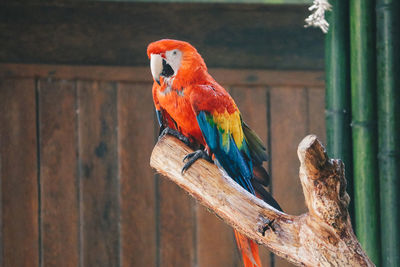 Bird perching on wooden post