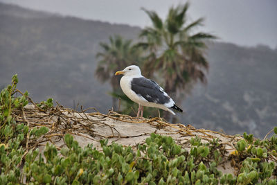 Seagull perching on a plant