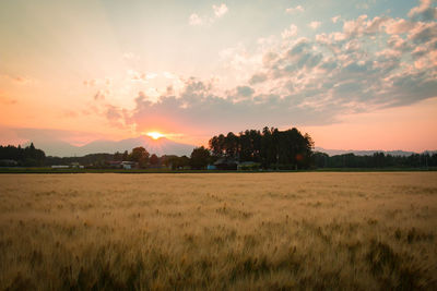 Scenic view of field against sky during sunset