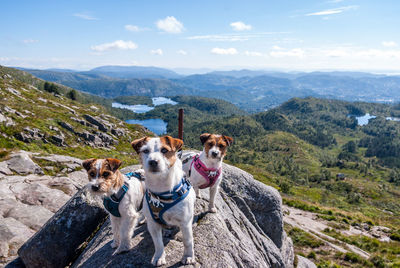 Portrait of sled dogs on rock against sky