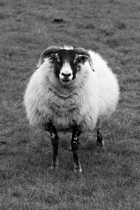 Dog standing on grassy field