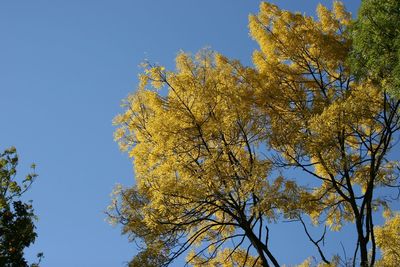 Low angle view of trees against clear blue sky