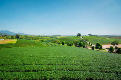 Scenic view of agricultural field against sky