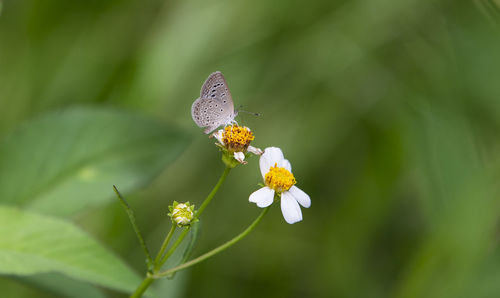 Close-up of butterfly pollinating on flower