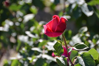 Close-up of red rose