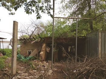 Plants growing on abandoned building