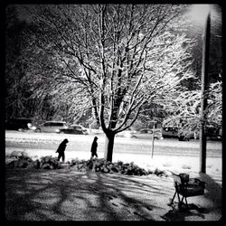 Bare trees in winter