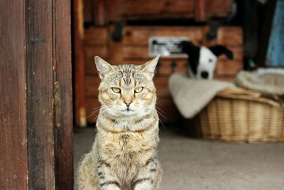 Portrait of cat sitting