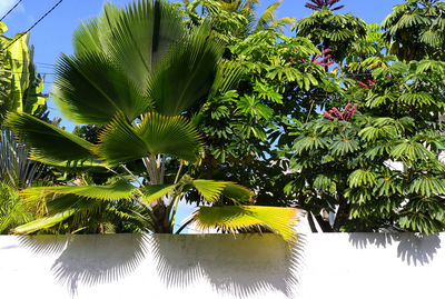 Low angle view of palm tree leaves against sky