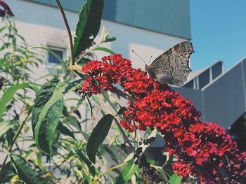 Close-up of red flowering plants