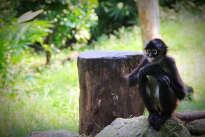 Monkey sitting on wood in forest