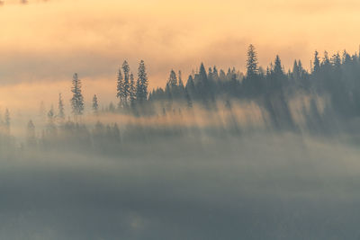 fog