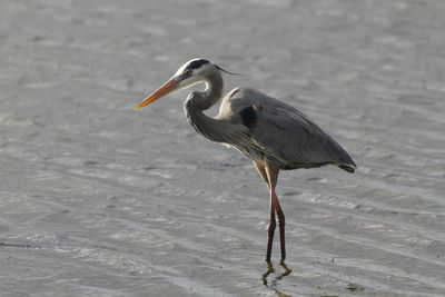 High angle view of gray heron on lake