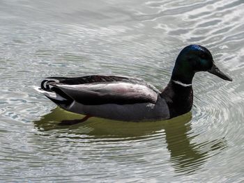 High angle view of duck swimming in lake