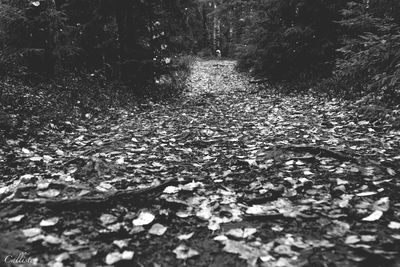 Surface level of leaves on trees in forest