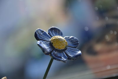 Close-up of shell on flower